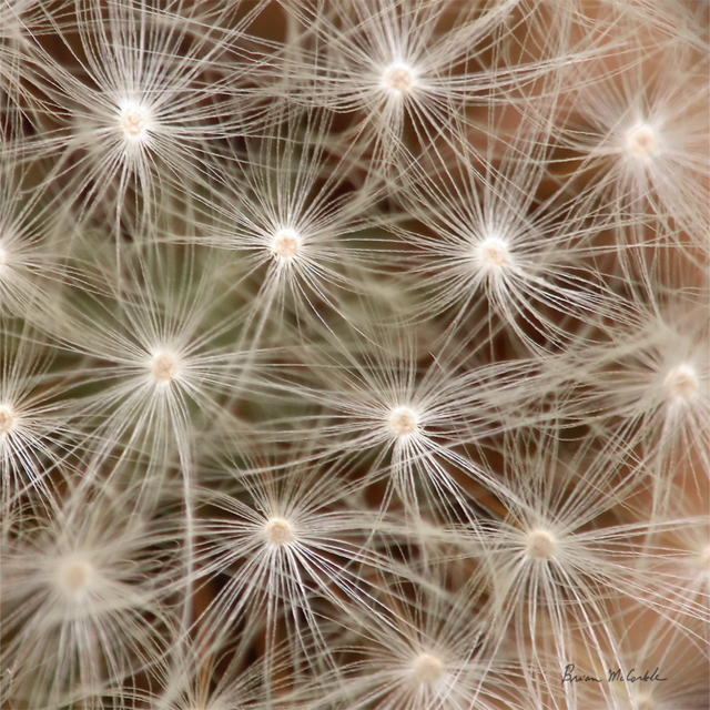 (image for) Dandelion Seedhead